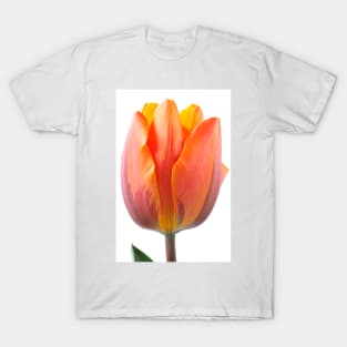 Tulipa 'Prinses Irene' AGM Tulip Triumph Group T-Shirt